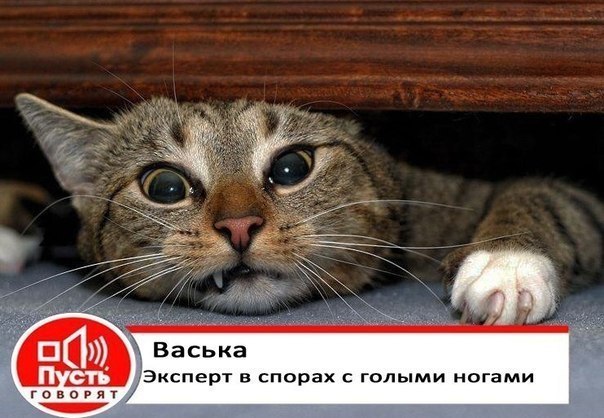 Кот васька картинки