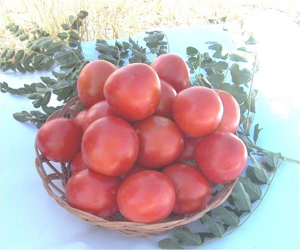Сорт томата - заря востока (КазНИИКО, Казахстан)