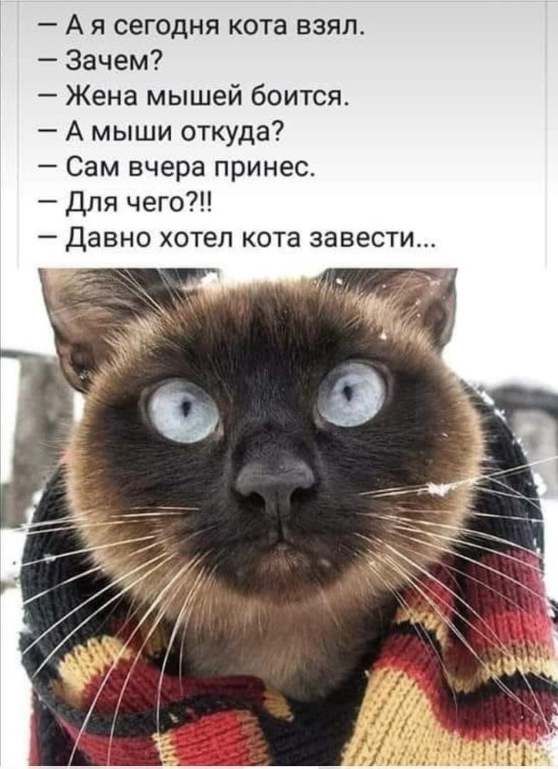 Сама откуда. Возьмите кота. Хочу кота. Заберите кота. Кот заводила.