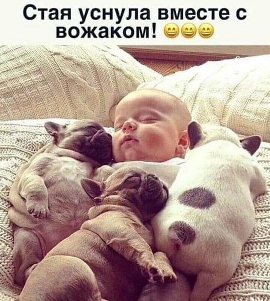 Они просто без ума от своего командира😍😍😍

#юмор, #приколы, #смех, #картинки