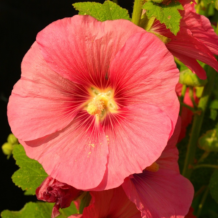 Мальва – Alcea rosea