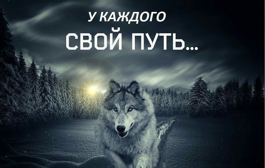 Картинки волками надписью, львы львицы приколы