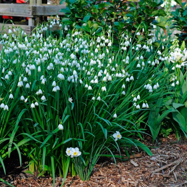 Многолетний садовый цветок Белоцветник (Leucojum)