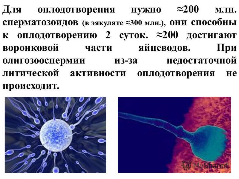 Оплодотворение в воде. Сколько нужно сперматозоидов для оплодотворения. Продолжительность жизни сперматозоидов. Продолжительность жизни спермиев. Сколько живут сперматозоиды.