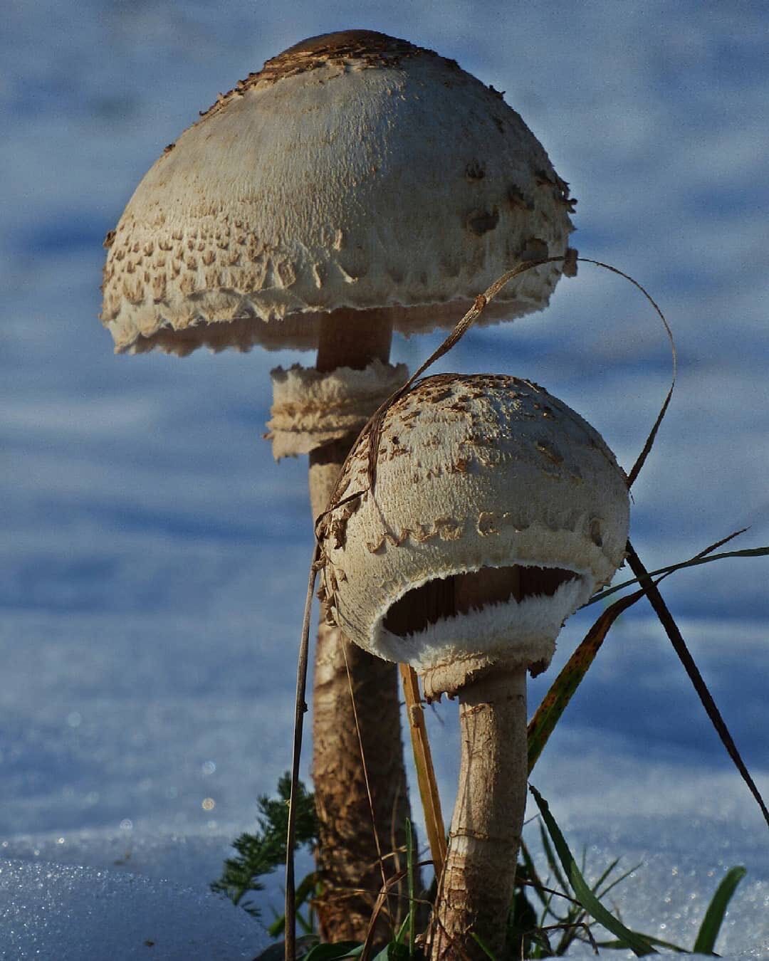 Рязань грибы зонтик