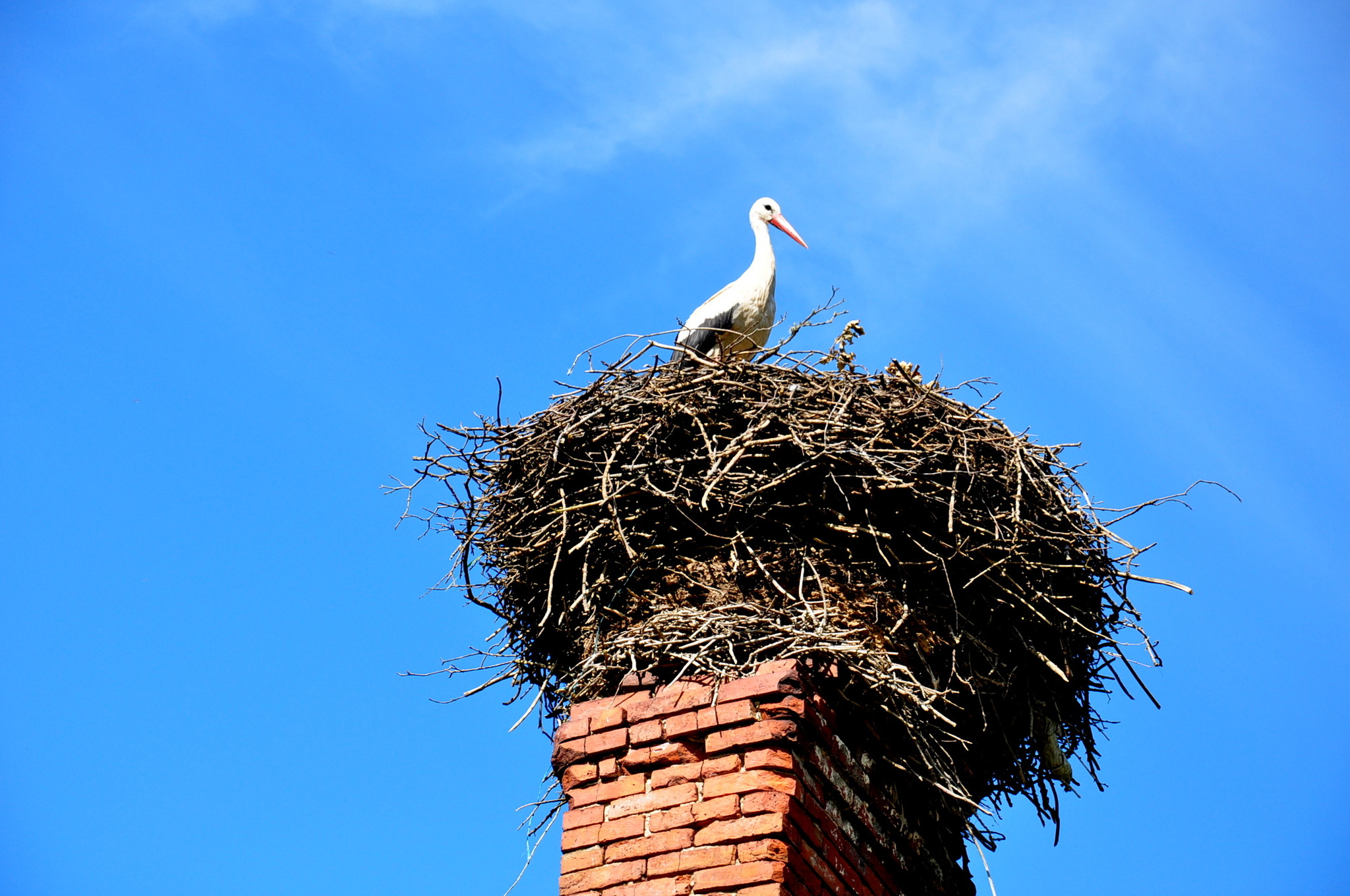 Белый Аист свил гнездо над нашей крышей