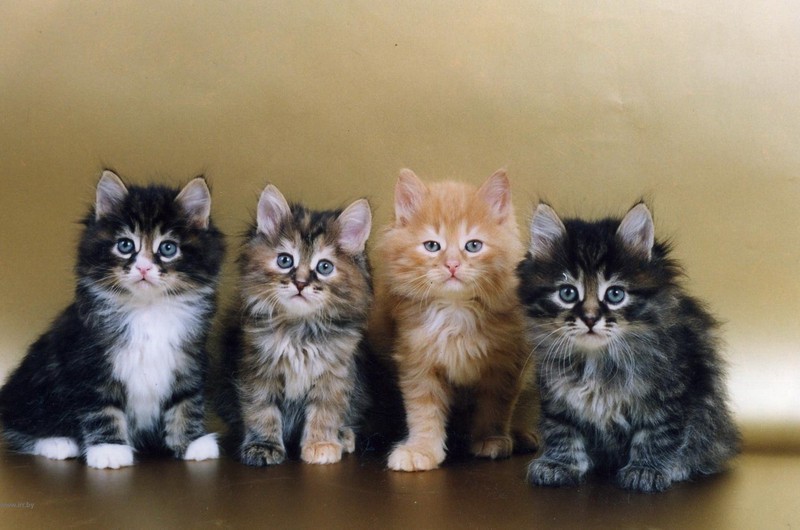 Авито котенок в добрые руки взять. Рыжие Сибирские котята 1мес. Сибирская кошка котята 3 месяца трёхцветные. Пушистые Сибирские котята. Котенок Сибиряк.